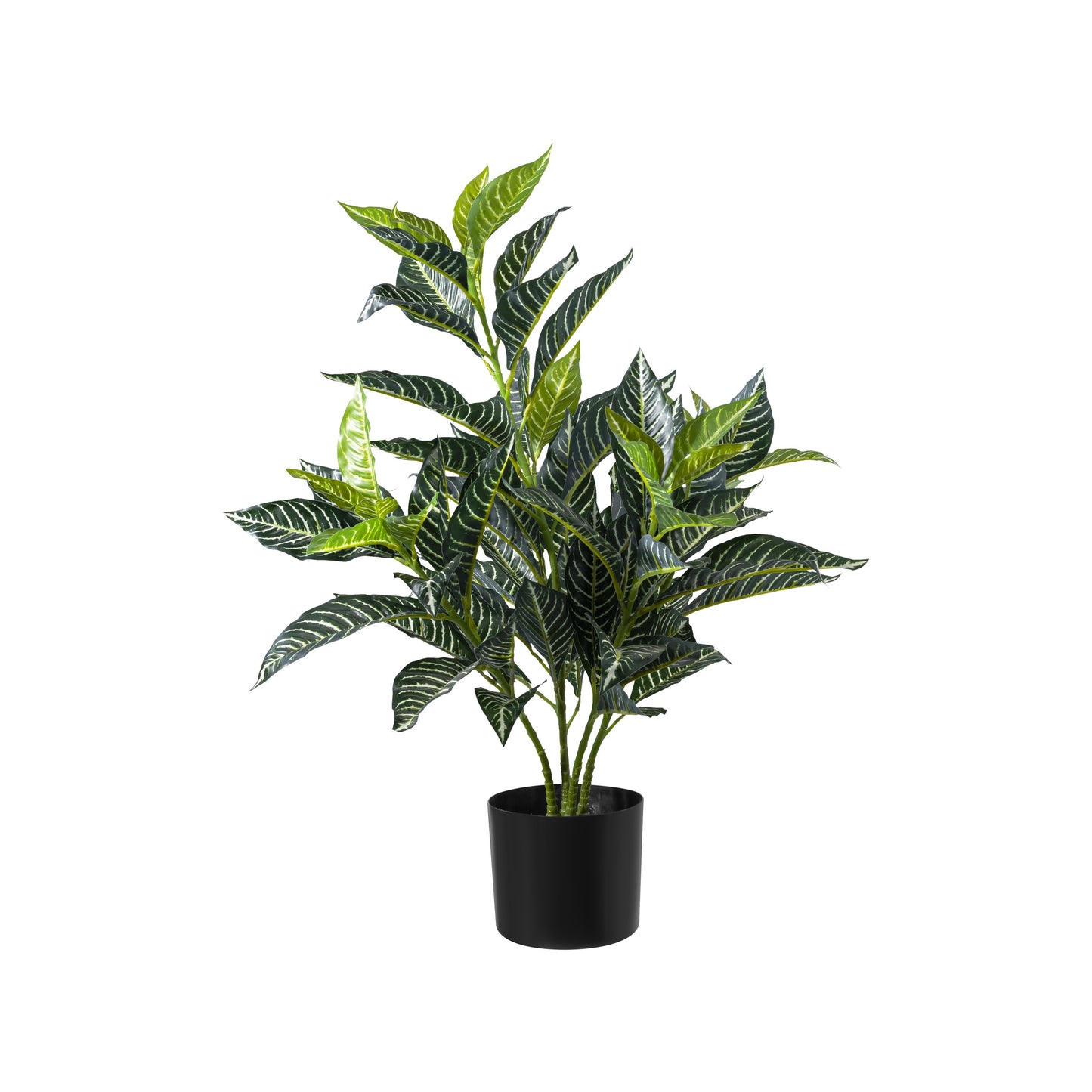 Zebra Tree 75cm