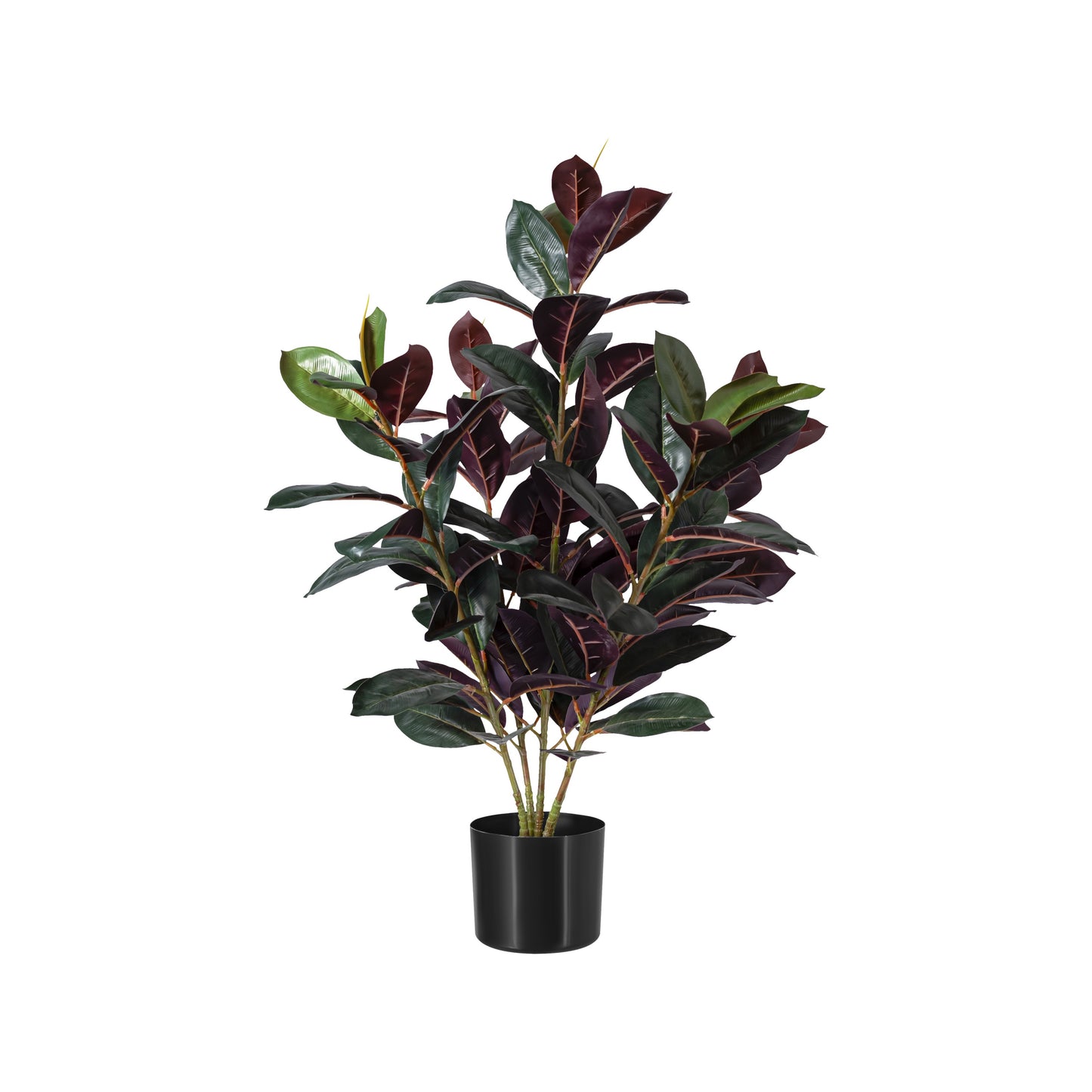 Robusta Tree 80cm