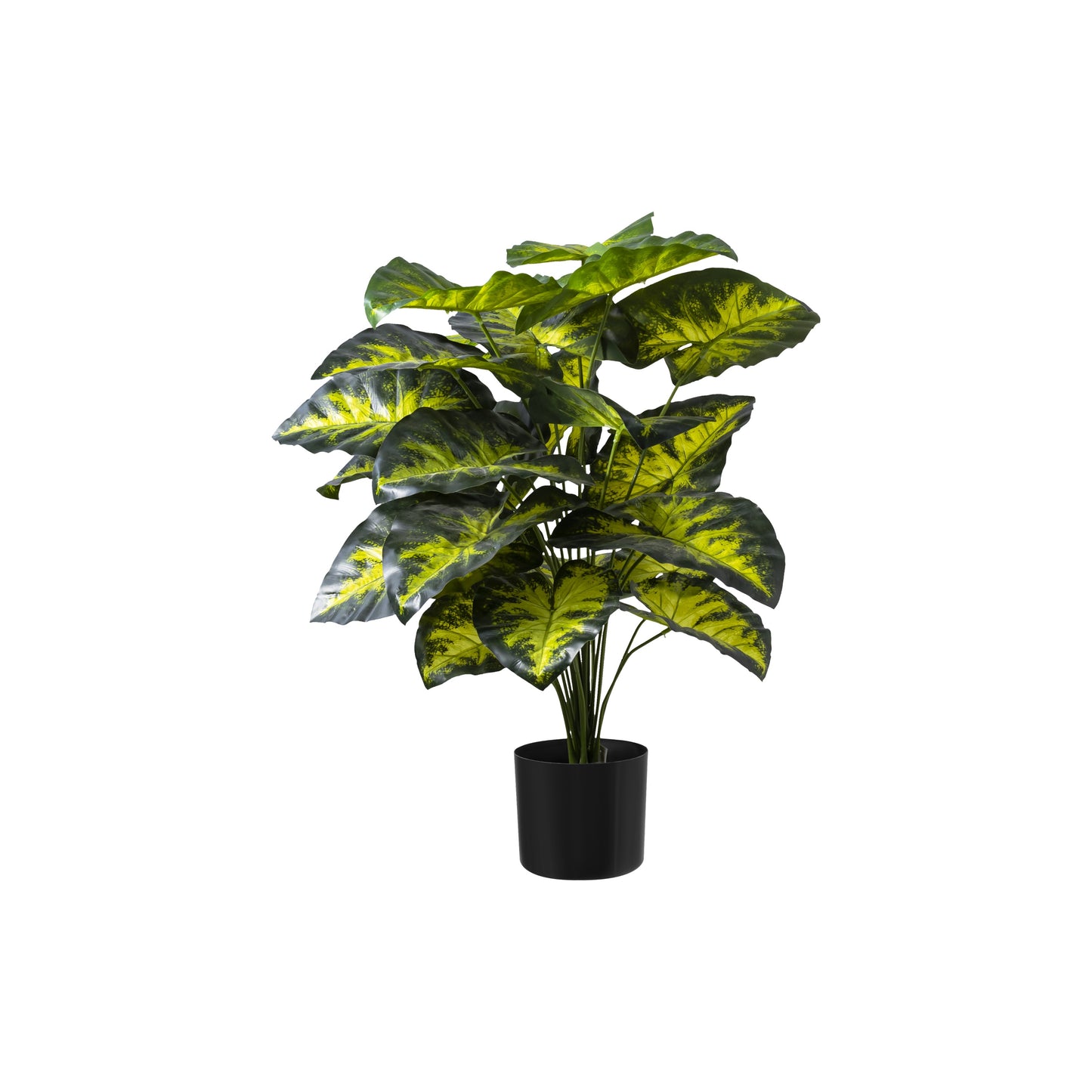 Arrowhead Tree 75cm