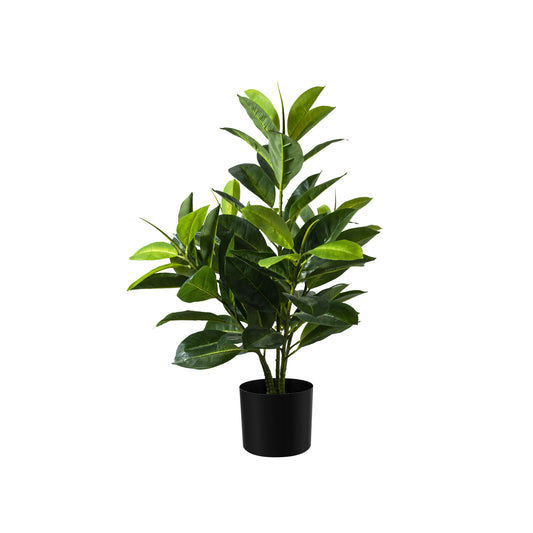 Weepingfig Tree 75cm